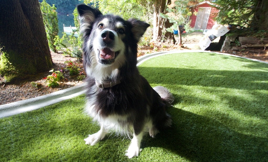 Synthetic Grass that is Pet Friendly